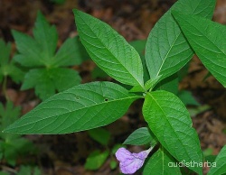 Ruellia strepens leaf2.jpg